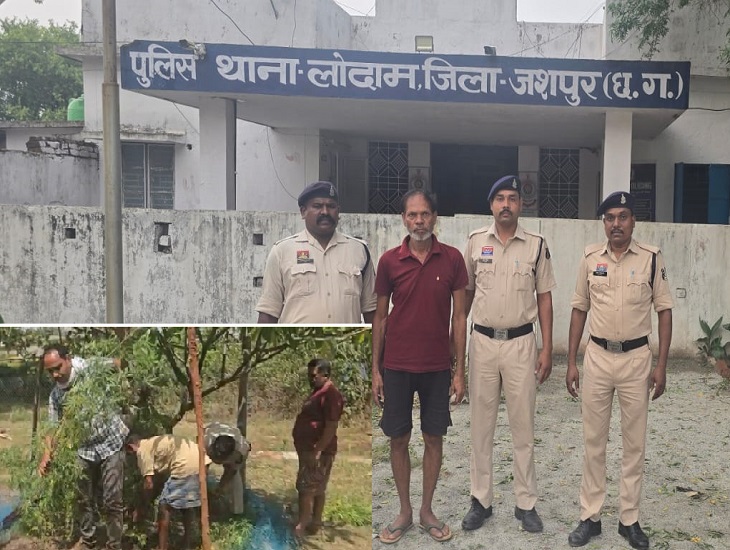 लोदाम में अवैध गांजा खेती का खुलासा, 40 पौधे जब्त आरोपी गिरफ्तार