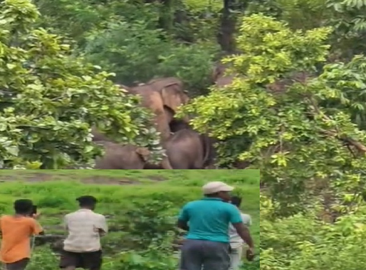 रामानुजगंज के शिवपुर जंगल में नर हाथी के हमले में ग्रामीण की मौत
