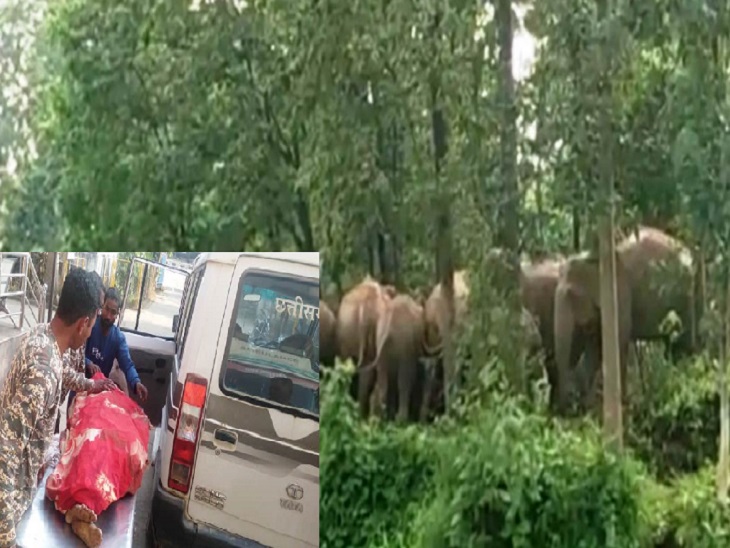 छत्तीसगढ़ में हाथी-मानव संघर्ष लगातार जारी है, कोरबा जिले में एक बुजुर्ग महिला की मौत
