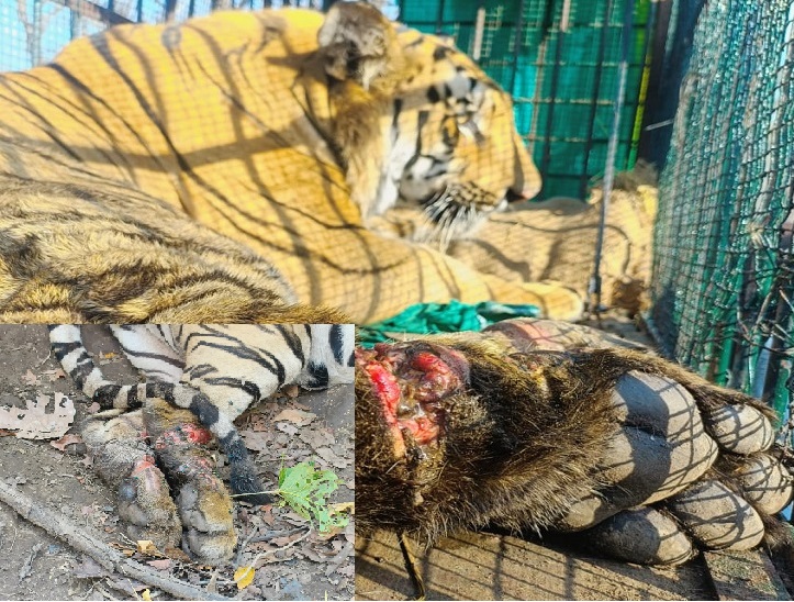 छत्तीसगढ़ वन विभाग बाघों के संरक्षण में क्यों हो रहा पीछे?