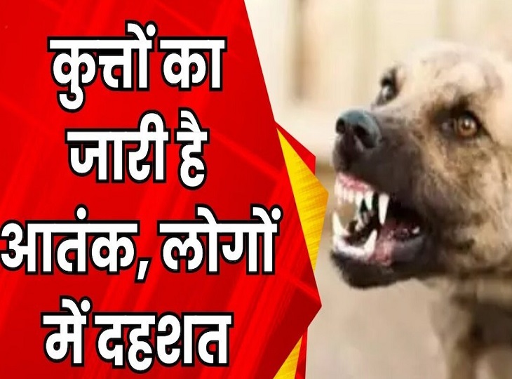 कुत्तों के आतंक से निजात दिलाने के लिए नगरीय निकाय प्रशासन को सख्त कदम उठाने की जरुरत