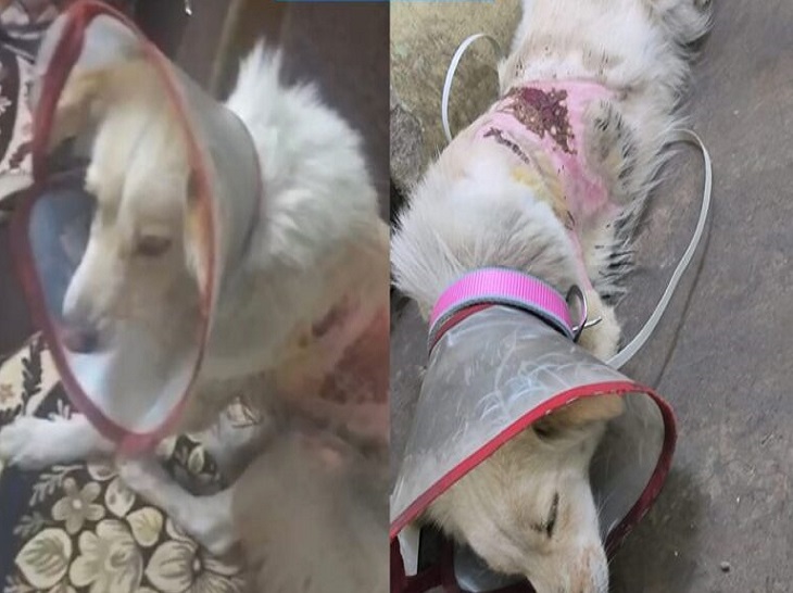 रायपुर में पशु-क्रूरता का मामला, जांच में जुटी पुलिस 