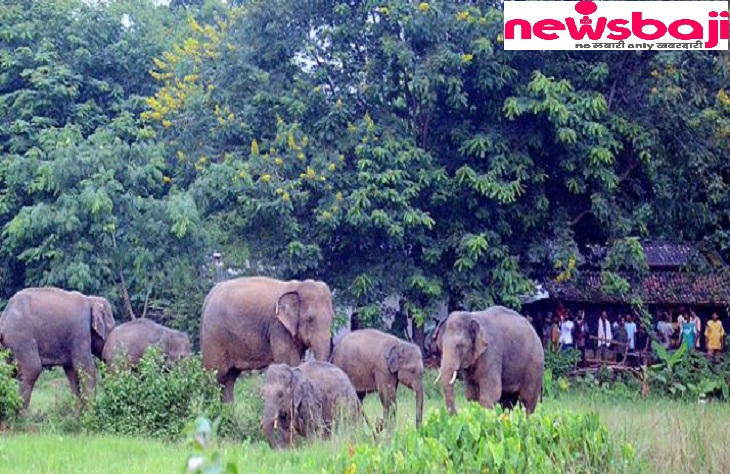 हाथी-मानव के बीच संघर्ष जारी है, जंगल से निकलकर हाथी बस्तियों की ओर रुख कर रहें।