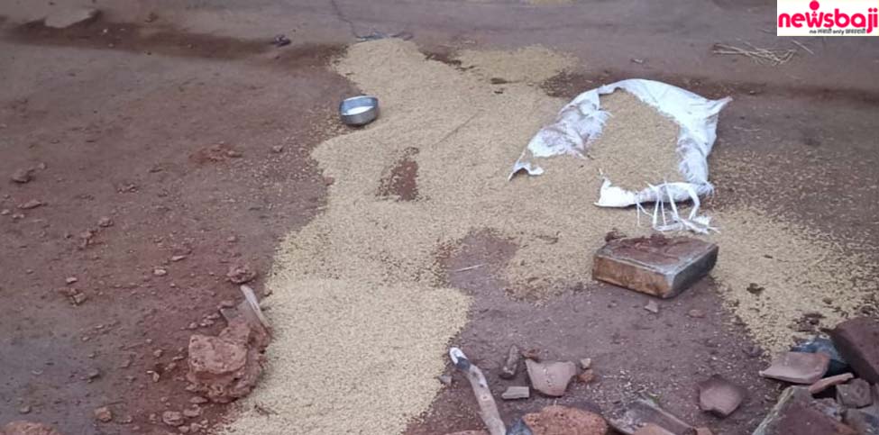 रायगढ़ की धान मंडी में घुसा हाथी, खाया धान, मकान भी तोड़े.