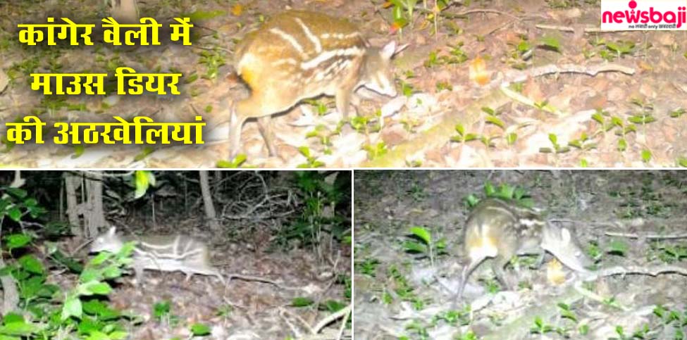 बस्तर के कांगेर घाटी राष्ट्रीय उद्यान में कुलांचे मारते दिखा दुर्लभ माउस डियर.