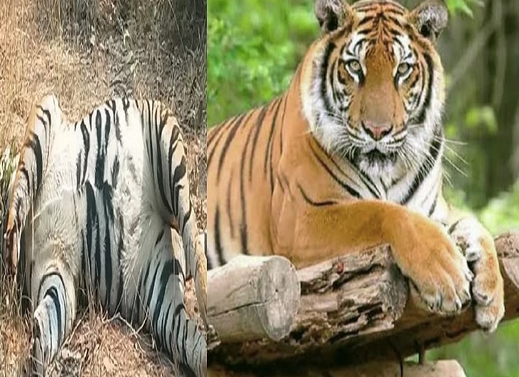 बाघ की संदिग्ध हालत में मौत, जंगल में मिला शव, जांच में जुटा वन विभाग